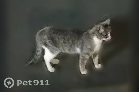 Найдена кошка, Владикавказ, фото: Найдена кошка, Владикавказ, Декабристов, д. 76 — бегает, ищет котят
