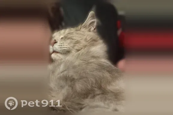 Пропала кошка, Азина 4 возле бывшего Маяка, Ижевск — трёхцветка - photo