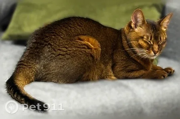 Пропала кошка, Воронеж, Матросова, д. 47а — абиссинская, с ошейником - photo
