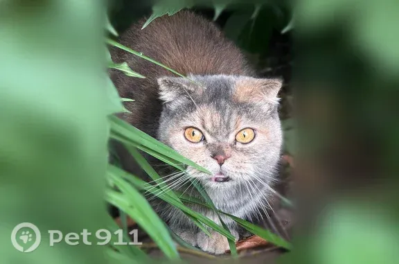 Найдена кошка, Йошкар-Ола, фото: Найдена кошка, Репина, Йошкар-Ола — трёхцветная, прячется под машиной