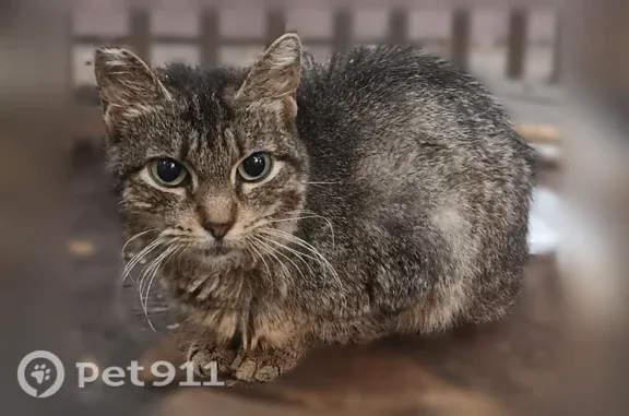 Объявления о пропавших и найденных животных, Москва, фото: Кошка ищет дом, Профсоюзная, д. 29 3, Москва — две больные стерилизованные кошечки, пугливые