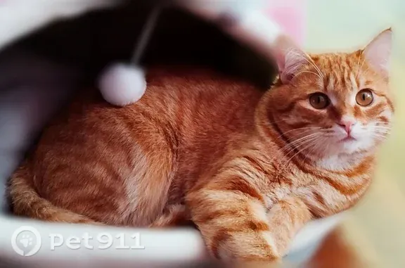 Объявления о пропавших и найденных животных, Белореченский, фото: Пропала кошка, Рабочий поселок Белореченский, д. 35, Белореченский — домашний котик