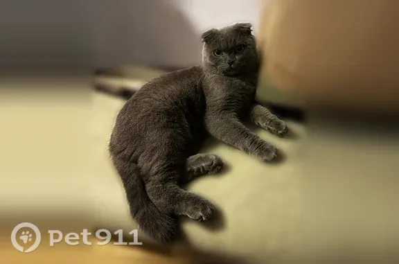 Найдена кошка, Чита, фото: Кошка ищет дом, Девичья, Чита — шотландский вислоухий котик, очень ласковый