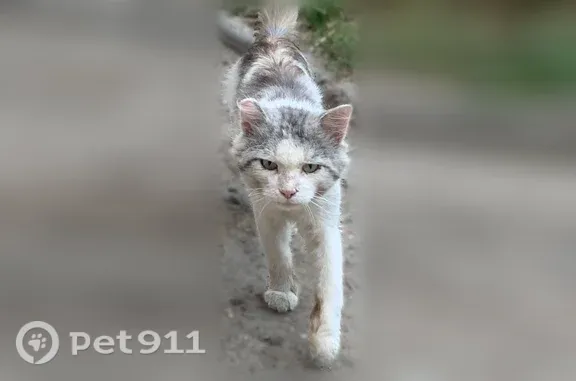 Найдена кошка, Томск, фото: Найдена кошка, Пушкина, д. 9, Томск — худой, без части уха