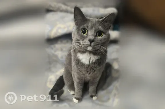 Пропала кошка, Расплетина, д. 7, Рыбинск — серая, белая грудь и ступни лапок - photo