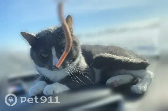 Пропала кошка, им. Хользунова, д. 19, Волгоград — серый котик, 4 года - photo
