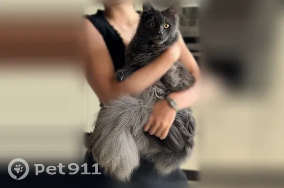 Пропала кошка, Фрунзе, Воронеж — серого окраса, пуглива - photo
