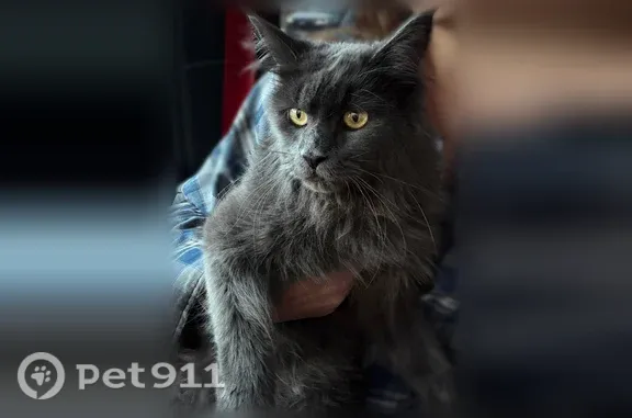 Пропала кошка, Фрунзе, Воронеж — серая мейн-кун, пугливая - photo