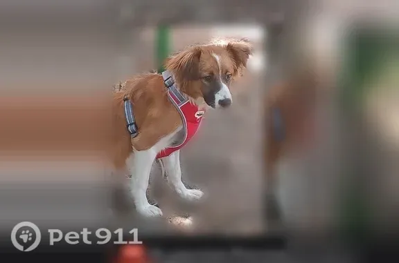 Найденные животные Ростов-на-Дону, фото: Найдена собака, Ростов-на-Дону