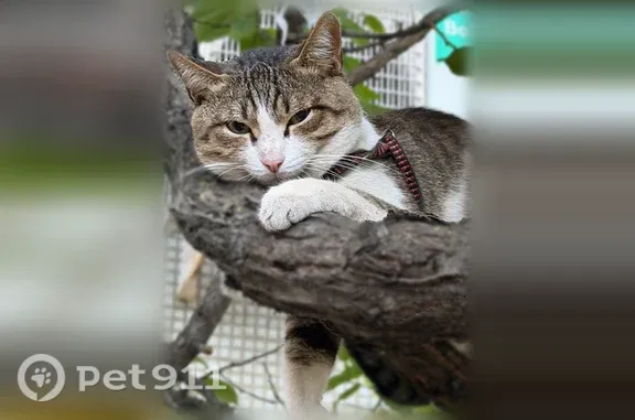 Найдена кошка, Волгоград, фото: Найдена кошка, Район Дзержинский (г Волгоград), 8-й Воздушной Армии, д. 48, Волгоград — сидит на дереве