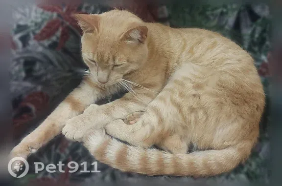 Найдена кошка, Тобольск, фото: Найдена кошка, Тобольск, Семена Ремезова, д. 49в — рыжая, около года