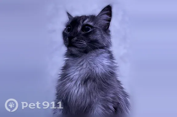 Пропала кошка, Миасс — 6 лет, домашняя, добрая - photo