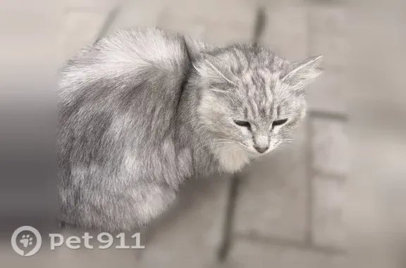 Найдена кошка, Оренбург, фото: Найдена кошка, Оренбург, Одесская, д. 100 — серого окраса, с ошейником