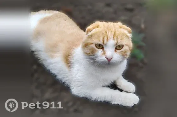 Пропала кошка, п. Комсомольский, Белгородский р-он, Белгород — рыжая, короткий хвост - photo