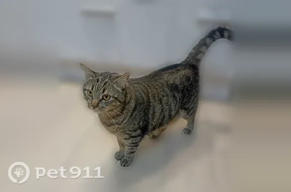 Пропала кошка, Рыленкова, д. 54, Смоленск — крупный, упитанный кот с жёлтыми глазами - photo