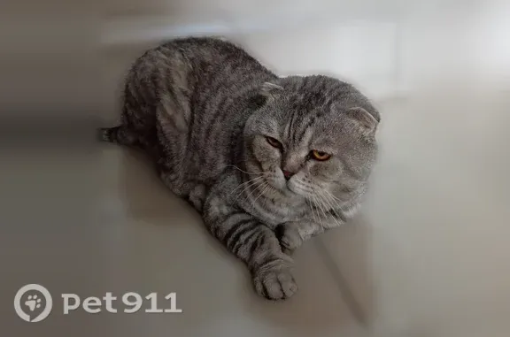 Найденные животные Ростов-на-Дону, фото: Найдена кошка, 3-я линия, д. 3, Ростов-на-Дону — по виду взрослая