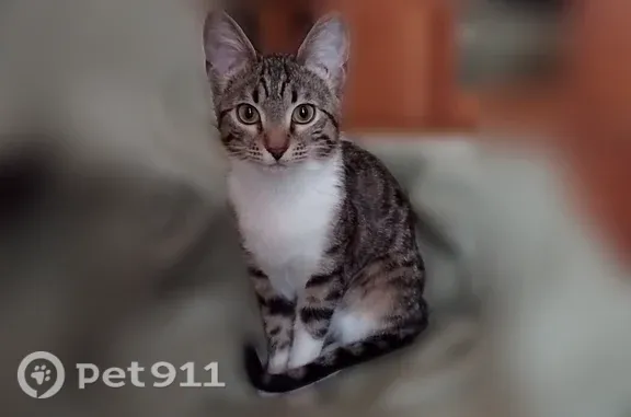 Пропала кошка, Янаул, Ломоносова, д. 8, Янаул — молодая полубенгалка, очень пугливая - photo