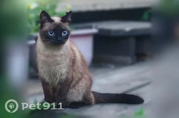 Пропала кошка, Село Упорово, Рабочая, д. 1, Упорово — тайская, откликается на Симу - photo