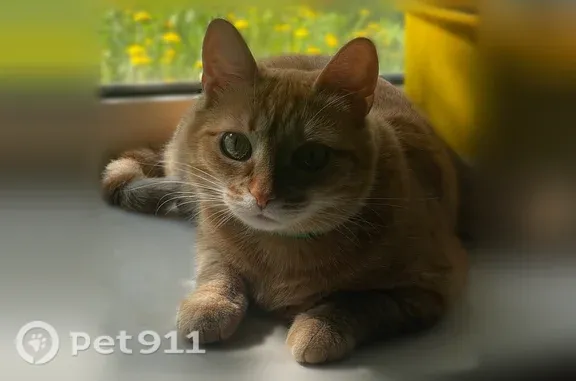 Пропала кошка, Тула, Речная, д. 23 — рыжая по кличке «Рыжа» - photo