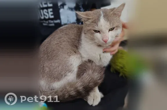 Найдена кошка, Якутск, фото: Найдена кошка, возле минимаркета Рона, Якутск — очень ласковая, на руки просится