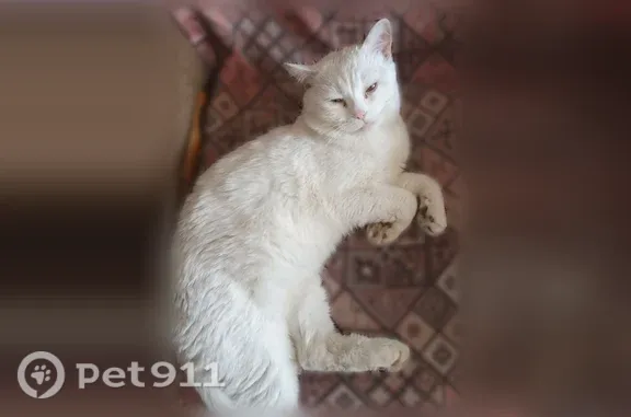 Объявления о пропавших и найденных животных, Сибай, фото: Пропала кошка, Сибай, Ленина, д. 17 — глухая, белого цвета, зелёные глаза