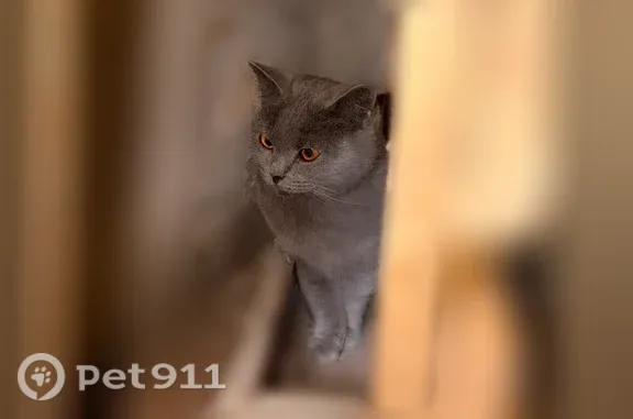 Найдена кошка, Ярославль, фото: Найдена кошка, Чкалова, д. 17а, Ярославль — неагрессивная, ходит в лоток