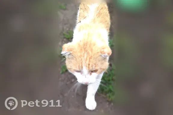 Найдена кошка, Красноярск, фото: Найдена кошка, Район Кировский (г Красноярск), Придорожная, д. 30, Красноярск — рыжая с белыми полосами, подходит к людям
