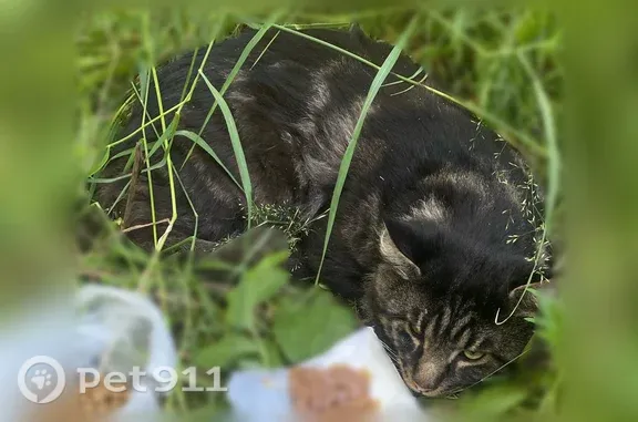Найдена кошка, Иркутск, фото: Найдена кошка, Район Куйбышевский (г Иркутск), Братская, д. 7/7, Иркутск — напугана, передвигается ползком
