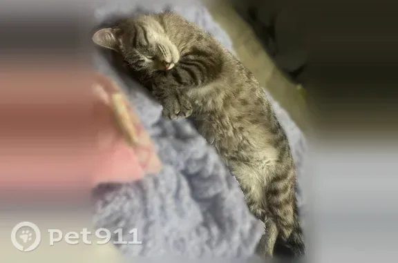 Потерянные животные Невьянск, фото: Пропала кошка, Матвеева, Невьянск — бело-серый окрас
