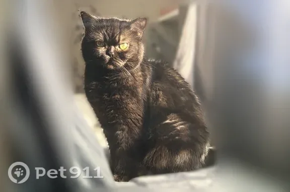 Пропала кошка, Люберцы, С.П.Попова, д. 18 — дымчатая, без нижних зубов - photo