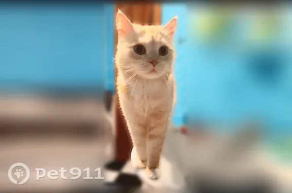 Пропала кошка, Ленинск-Кузнецкий, Суворова, д. 16 — рыжая, с коротким хвостом - photo