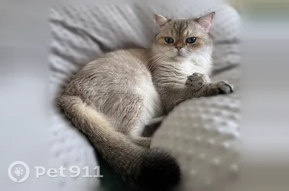 Потерянные животные Юрюзань, фото: Пропала кошка, Юрюзань, Тимирязева, д. 56А — крупная, очень пугливая