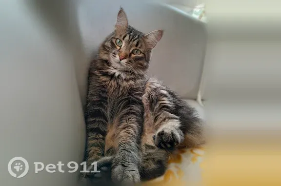 Пропала кошка, Орск, Якутская, д. 7 — серый в черную полоску, леопардовый ошейник - photo