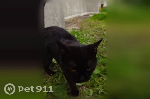 Найдена кошка, Северодвинск, фото: Найдена кошка, Северодвинск, Карла Маркса, д. 69 — чёрный окрас, тёмно-оранжевые глаза