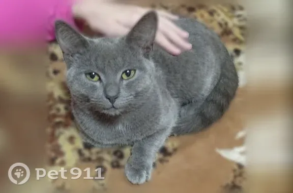 Найдена кошка, , фото: Найдена кошка, Поселок Дорожный, Дорожная — серый кот с зелёными глазами