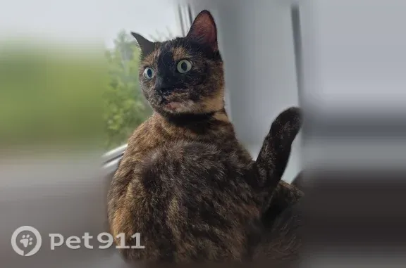 Найдена кошка, Красноярск, фото: Найдена кошка, Александра Матросова, Красноярск — ласковая, короткошёрстная