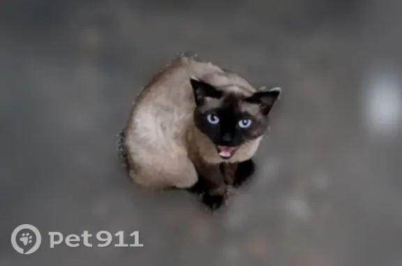 Найдена кошка, Чита, фото: Найдена кошка, Чита, Бабушкина, д. 147 — сиамская кошечка с голубыми глазами