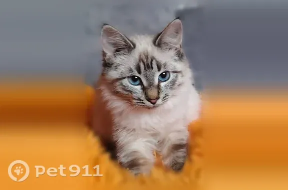 Пропала кошка, Навашино, Коммунистическая — белая - photo