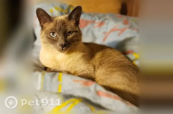 Пропала кошка, Тверь, 1-я Новозаводская, Тверь — тайская кошка блюпойнт - photo