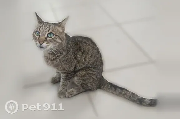 Найдена кошка, Йошкар-Ола, фото: Найдена кошка, Йошкар-Ола, Петрова, д. 19 — котик зашёл в магазин