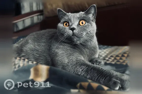 Пропала кошка, Иваново, 1-я Районная — британская короткошерстная, кличка Джуси - photo