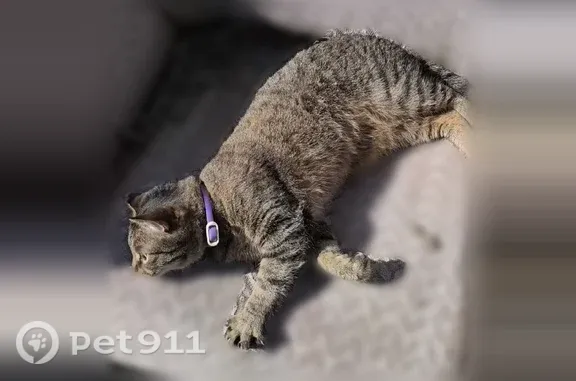 Пропала кошка, им. полковника Батюка, Волгоград — нет части правого уха, ошейник от блох - photo