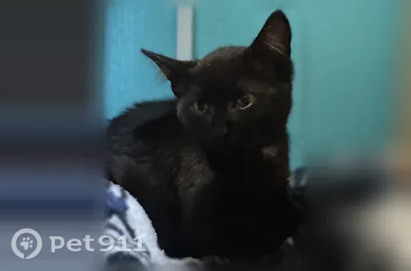 Найдена кошка, Ширинский район, фото: Найдена кошка, посёлок Жемчужный, Ширинский район — чёрная, мяукала в кустах