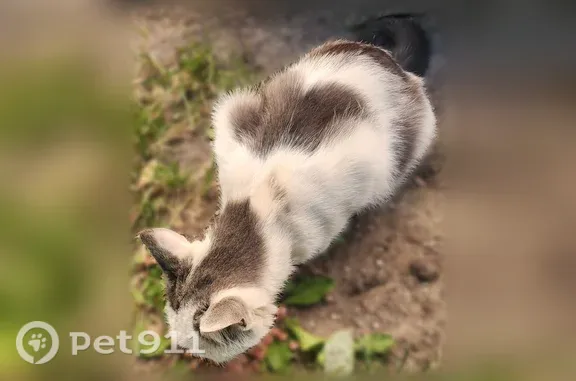 Найдена кошка, Москва, фото: Найдена кошка, Москва — несколько дней сидит под машинами, ласковая