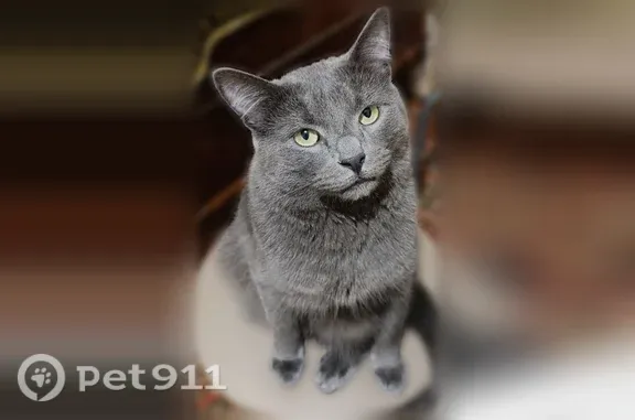 Пропала кошка, Микрорайон Опытное поле (г Котельники), д. 8, Котельники — кастрированный мальчик, 3 года - photo