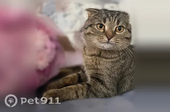 Пропала кошка, Казань, Приволжская — кличка Йоши, вислоухая британка - photo