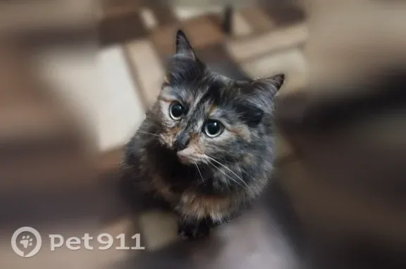 Пропала кошка, Ю.Фучика, Орск — длинношёрстная, ласковая, спокойная - photo