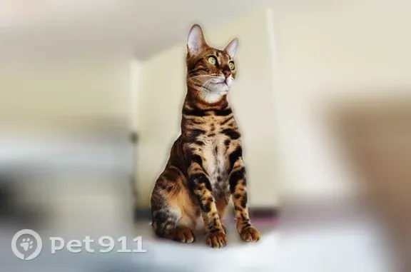 Кошки потеряшки, Куйбышев, фото: Потеряшка кошка, Достоевского, Куйбышев — бенгальская, очень разговорчивая