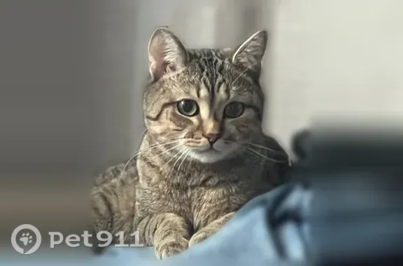 Пропала кошка, Петухова, д. 95/4, Новосибирск — серый окрас, как тигрёнок - photo