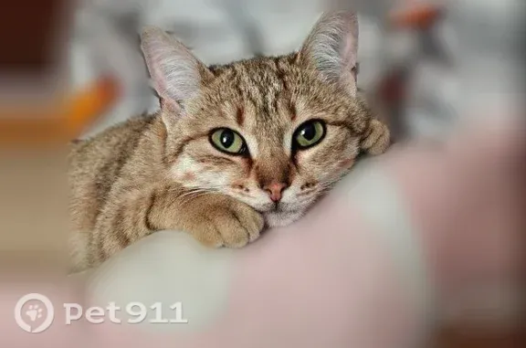 Пропала кошка, Район Ленинский (г Новосибирск), 2-й Каменогорский, д. 1, Новосибирск — стерилизованная, была на самовыгуле - photo